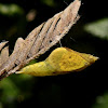 Eurema pupa