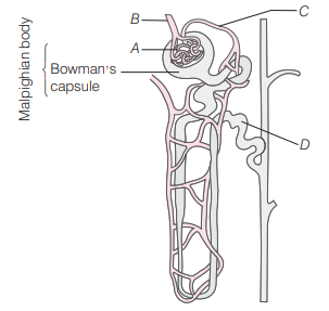 Nephron