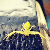 Yellow orb spider