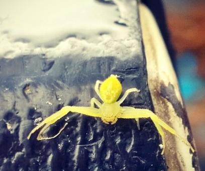 Yellow orb spider