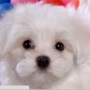 Puppy Theme Chrome extension download
