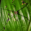 Thereza Harvestman / Opilião-Thereza