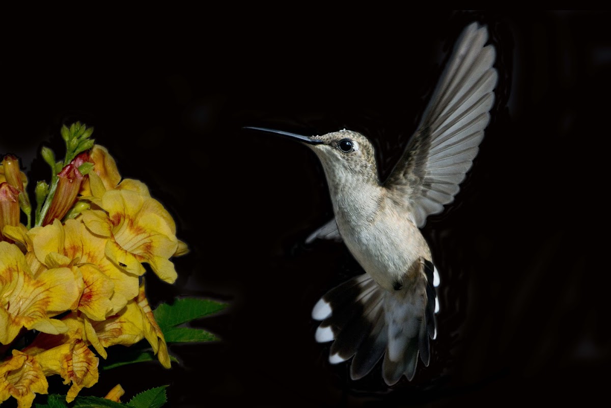 Black-Chinned Hummingbird