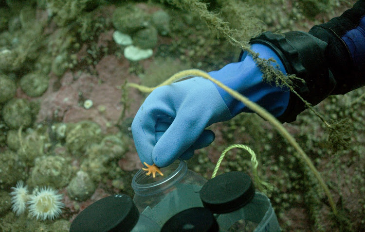 Vreni Häussermann collects a tiny starfish (Solaster regularis) for analysis at Huinay Scientific Field Station.