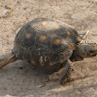 Texas tortoise