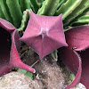 Carrion Flower, Black Bells, Maroon Cup Starfish, Rugose Cup Starfish, Starflower, Bell Stapelia, Tulp Aasblom