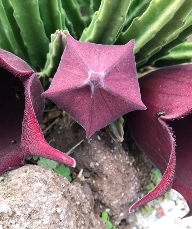 Carrion Flower, Black Bells, Maroon Cup Starfish, Rugose Cup Starfish, Starflower, Bell Stapelia, Tulp Aasblom