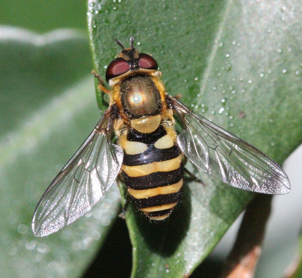 syrphid fly