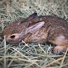 Desert Cottontail