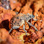 Eucalyptus Weevil