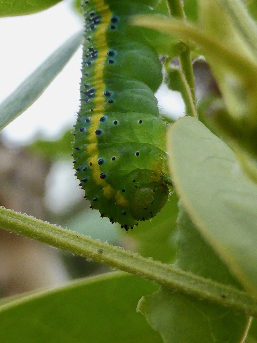 Cloudless Sulphur Caterpillar