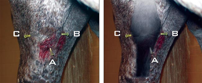 For arthrocentesis of the femoropatellar joint (A), the needle is inserted caudoproximally, midway between the tibial tuberosity and the patella