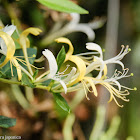 Lonicera japonica 金銀花