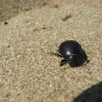 Sulla spiaggia... di 