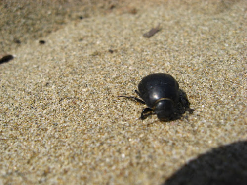 Sulla spiaggia... di fertajoker