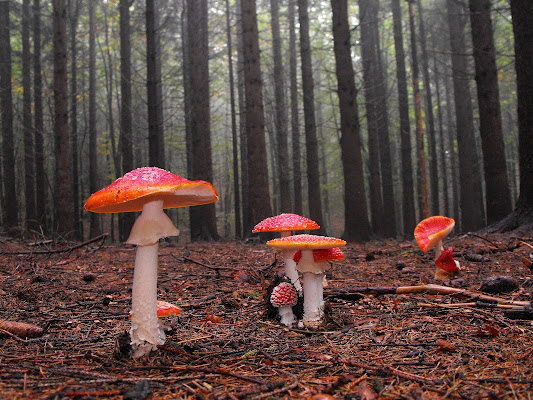 Il bosco delle fiabe di LucaMonego