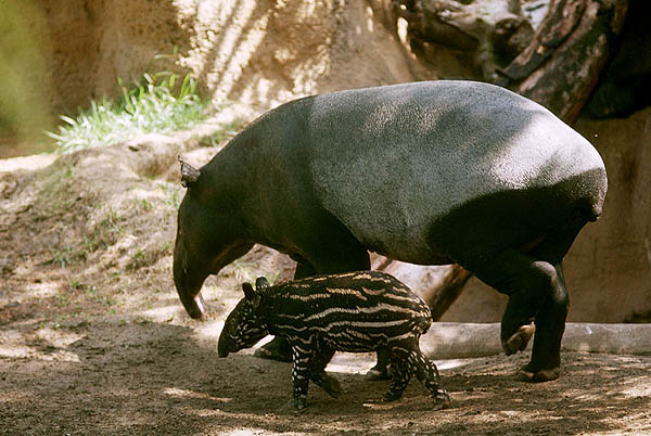 Female Malayan tapir with neonate