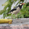 Pied Myna