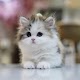 Download Kittens-fluffs For PC Windows and Mac 1.0