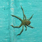 Huntsman Spider