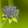 Black Bunch of flower