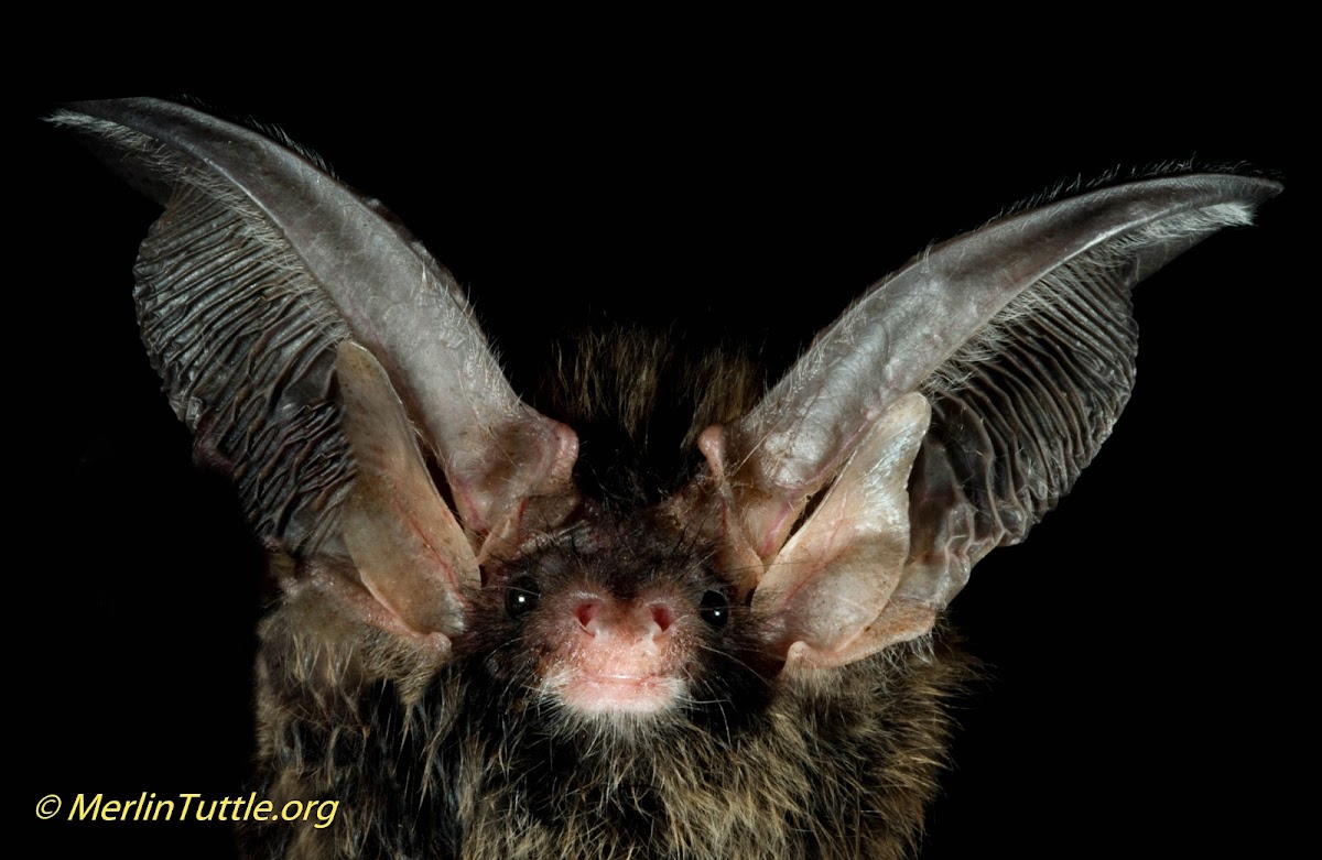 Formosan long-eared bat