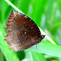 COMMON PALMFLY