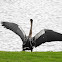 Anhinga