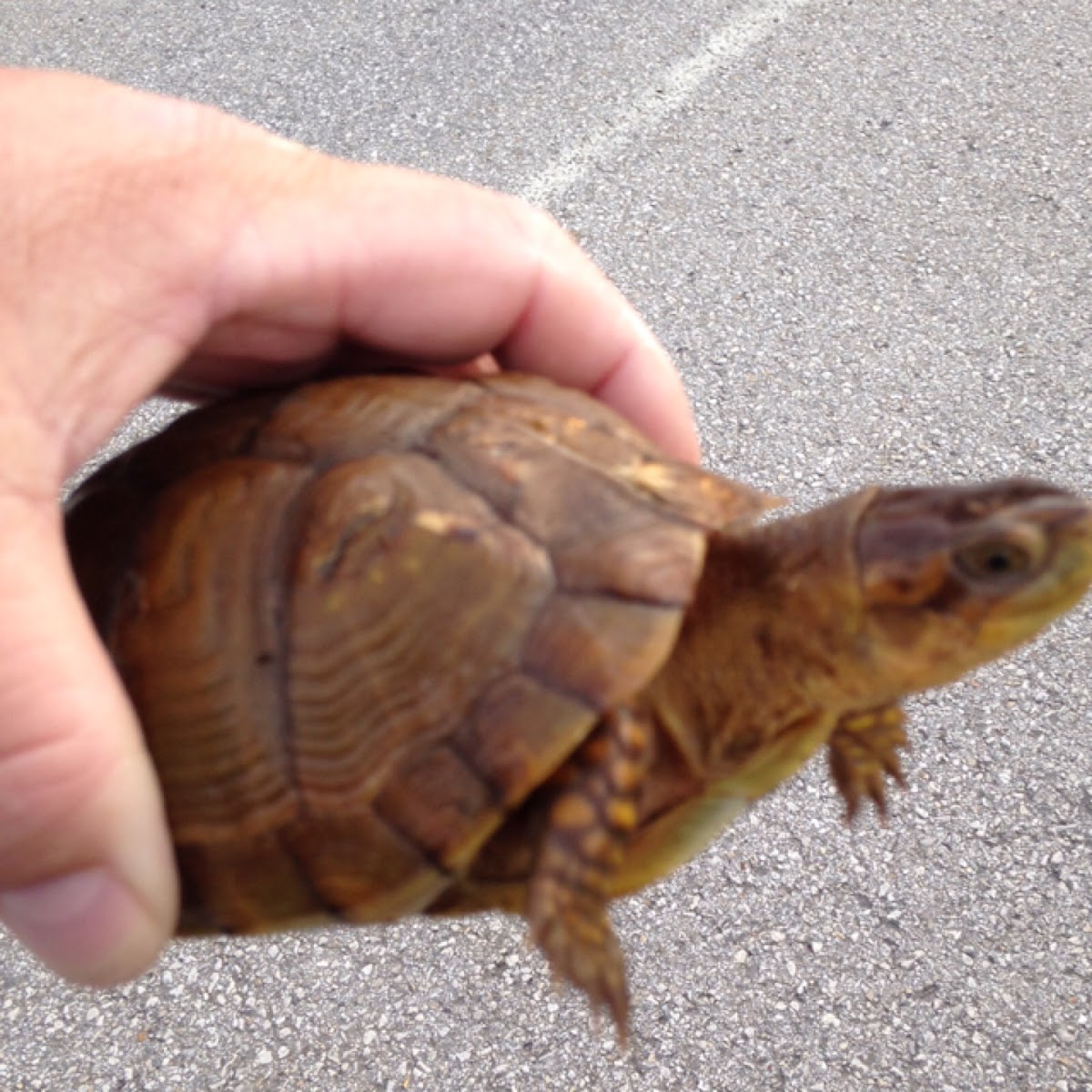 Three-toed box turtle