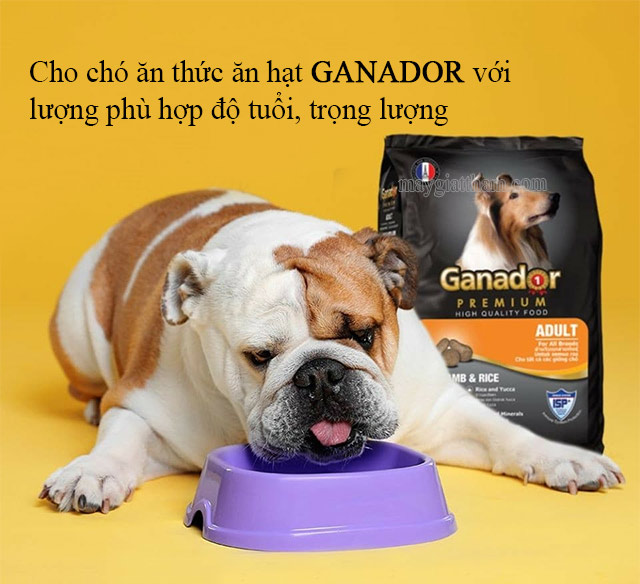 Bull thuộc loại chó Medium với chế độ ăn 190 - 320g/ngày