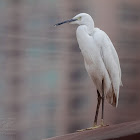 Little Egret