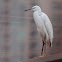 Little Egret