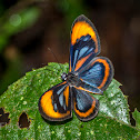 Ithomeis Metalmark