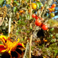 Autunno in Garfagnana di 