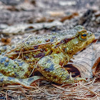 Common Toad