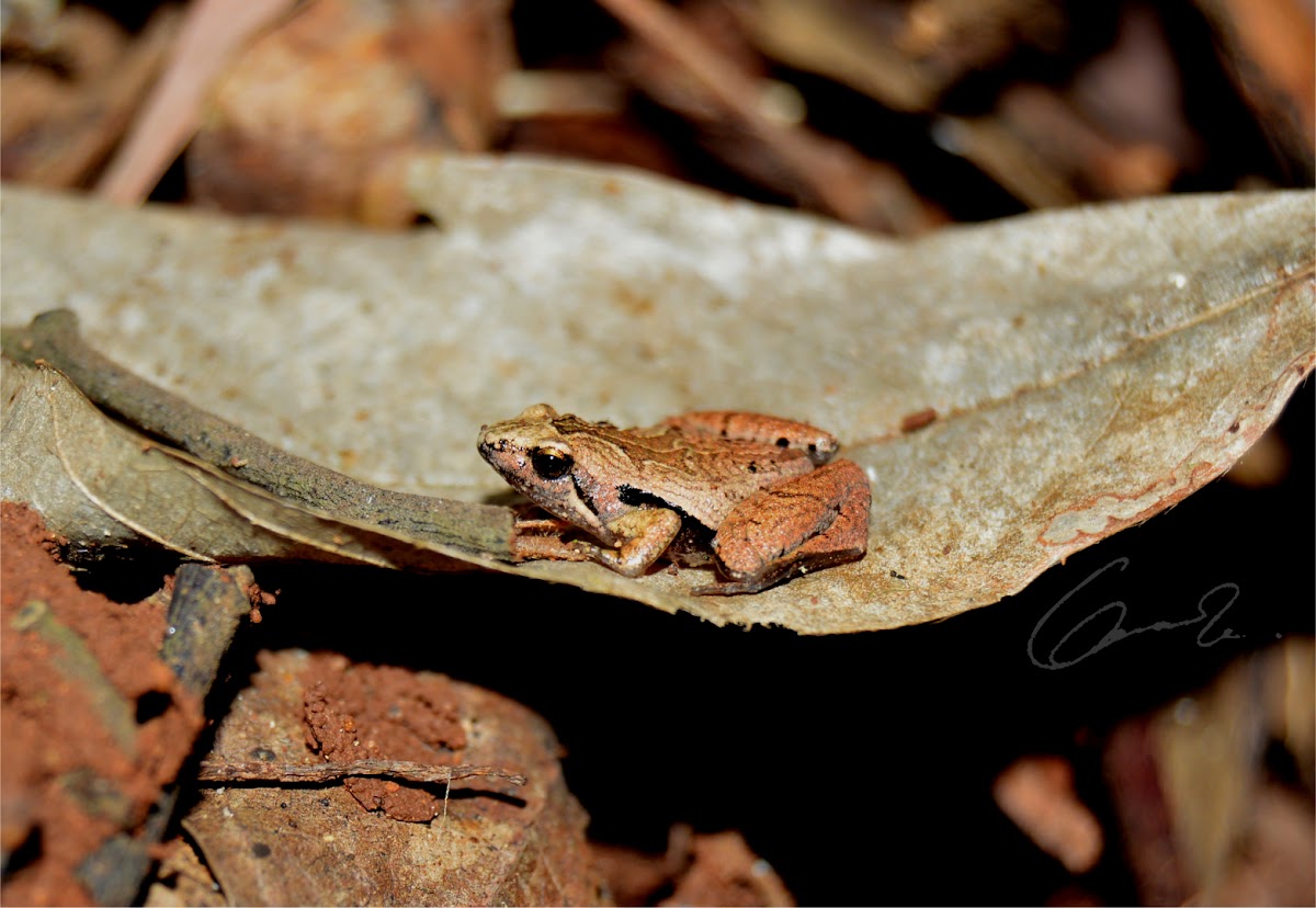 Javan Chorus Frog