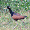 Bronze-winged Jacana