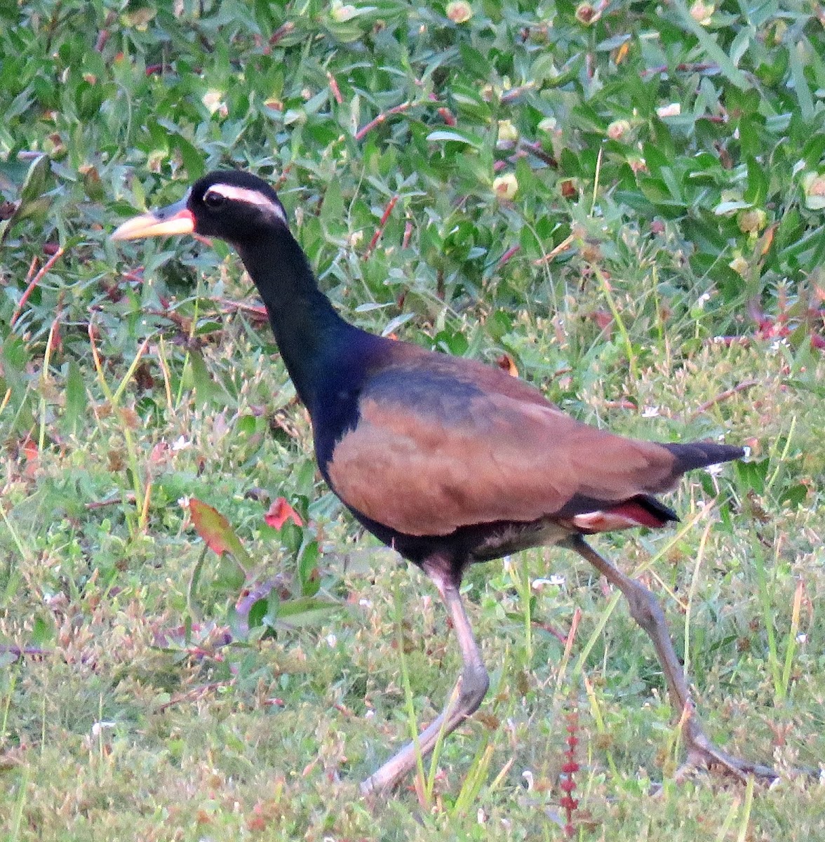 Bronze-winged Jacana