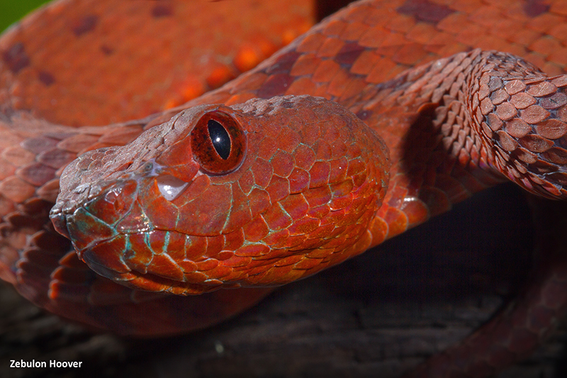 Philippine Pit Viper