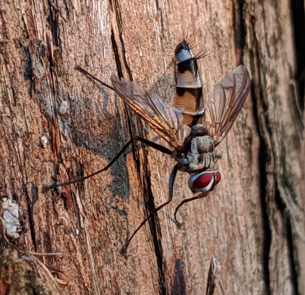 Zelia Vertebrata