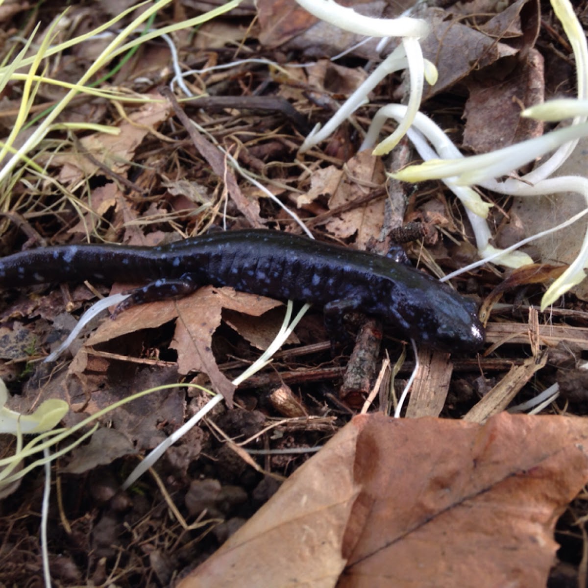 Blue-spotted Salamander