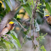 Baya Weaver