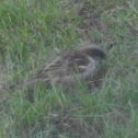 House Sparrow