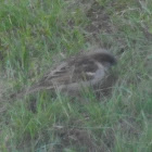 House Sparrow