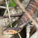 Banded Water snake