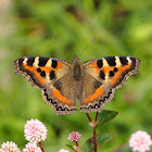 Indian Tortoiseshell