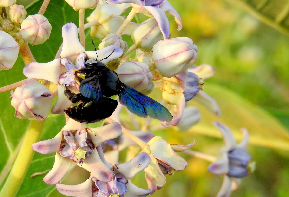 Carpenter bee