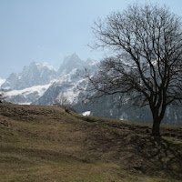 L'albero...e il panorama alle sue spalle di 