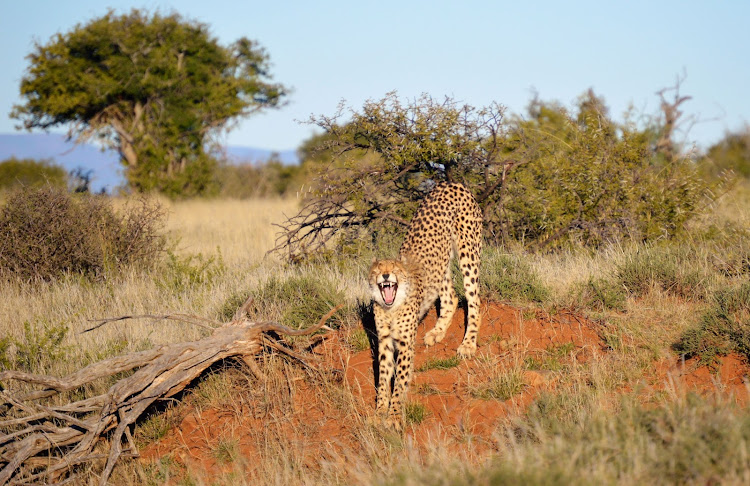 Cheetah went extinct in the Karoo in the 1870s, but were reintroduced to Samara in 2004. The initiative was such a success that offspring born there have been moved to other reserves. The relocations are done under the guidance of the Endangered Wildlife Trust’s Cheetah Metapopulation Project and the aim is to secure the long-term viability of the species and strengthen its genetic integrity