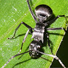 Spiny ant